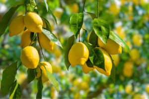 principales maladies du citronnier