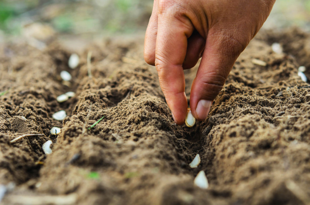 conserver les graines horticoles