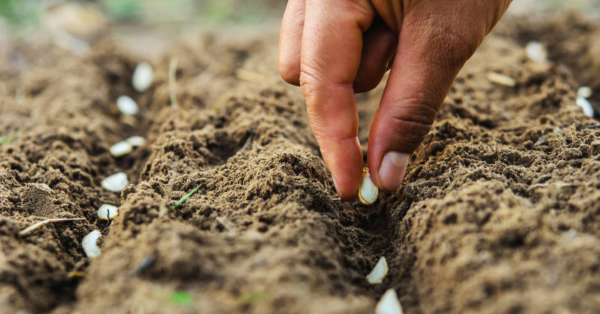 Astuces pour conserver les graines horticoles