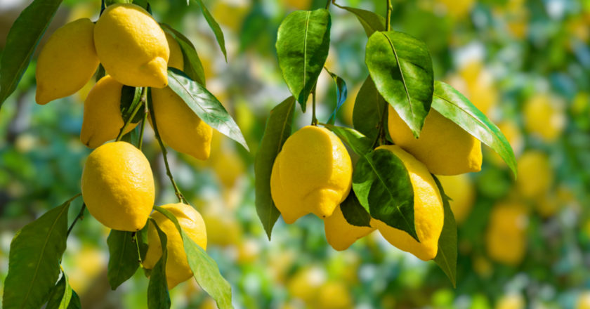 Les principales maladies du citronnier