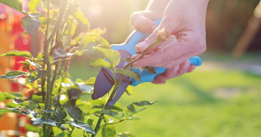 Conseils pour bien tailler les rosiers remontants