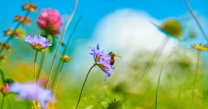 Top 5 des fleurs qui attirent les abeilles