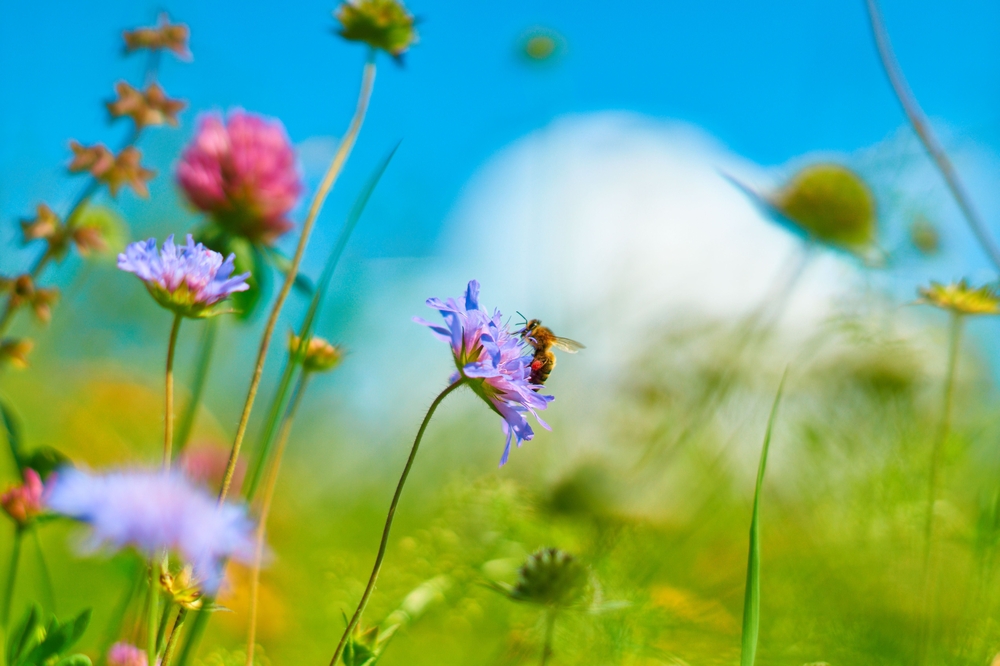 Fleurs qui attire les abeilles