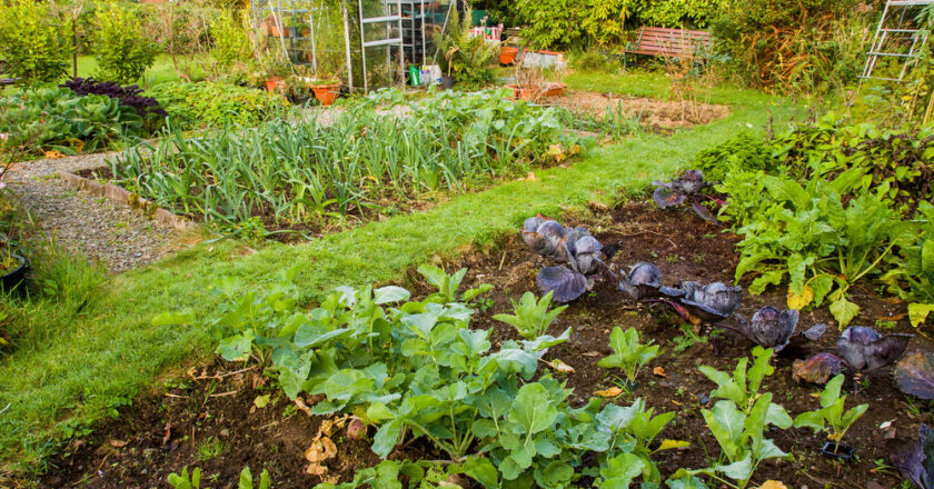 Comment aménager son jardin potager ?