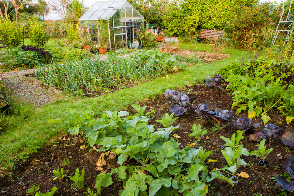 jardin potager