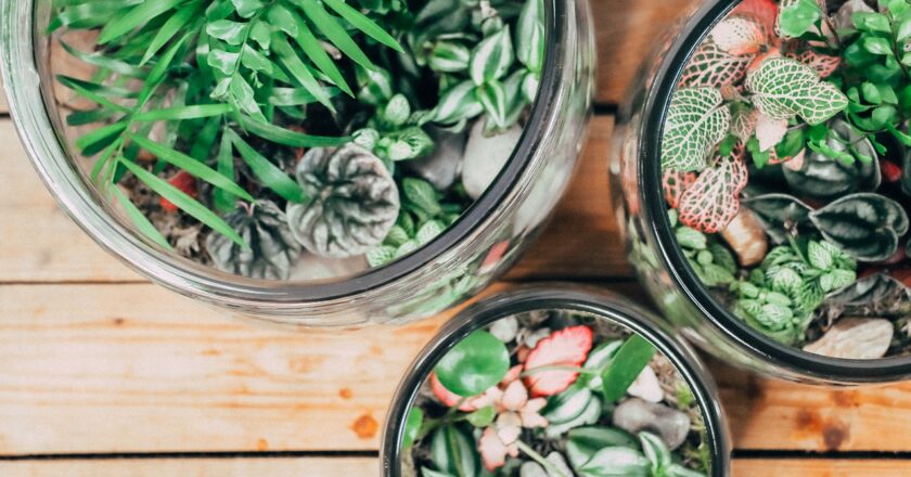 Créer un terrarium : plante enfermée dans un bocal