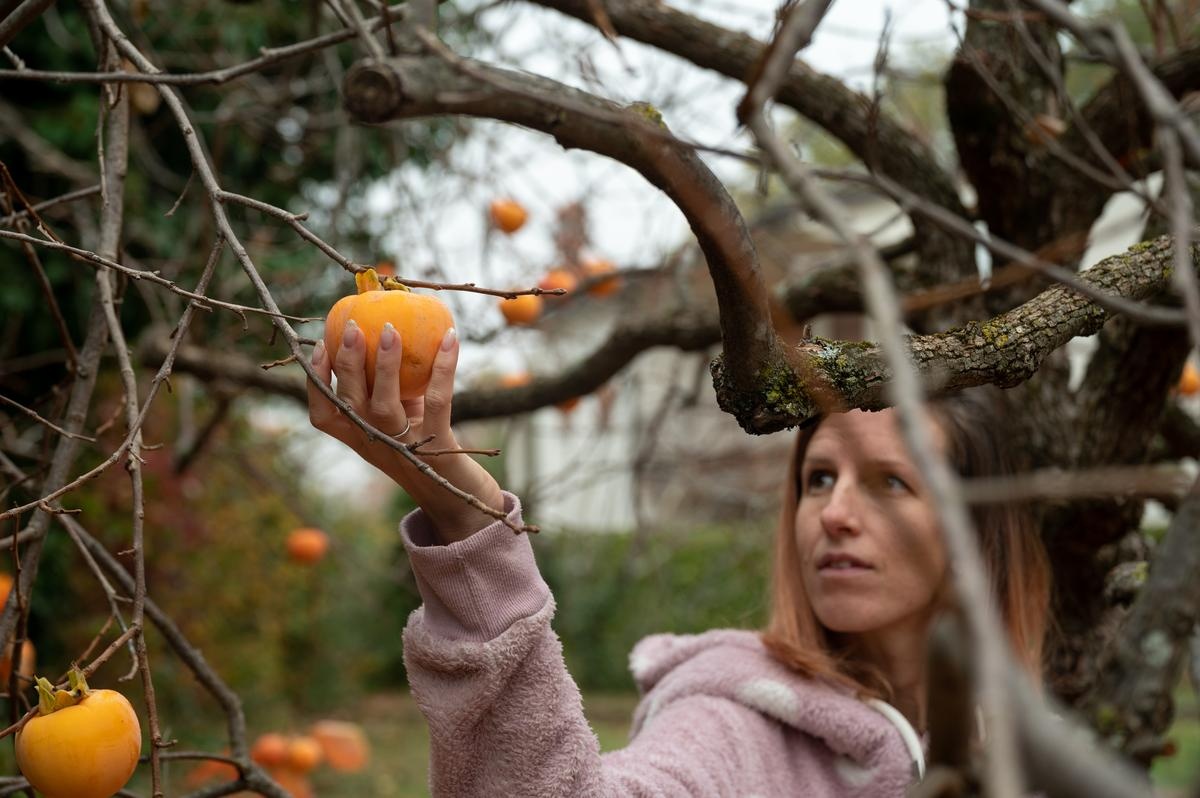 arbre fruitier