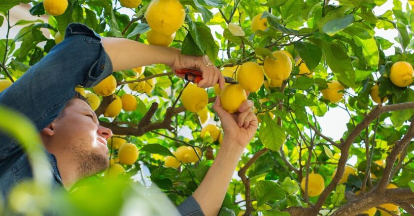 Pourquoi et quand élaguer vos arbres fruitiers ?