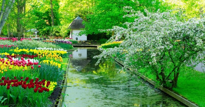 Arbuste mellifère : Attirez les pollinisateurs avec le troène dans votre jardin