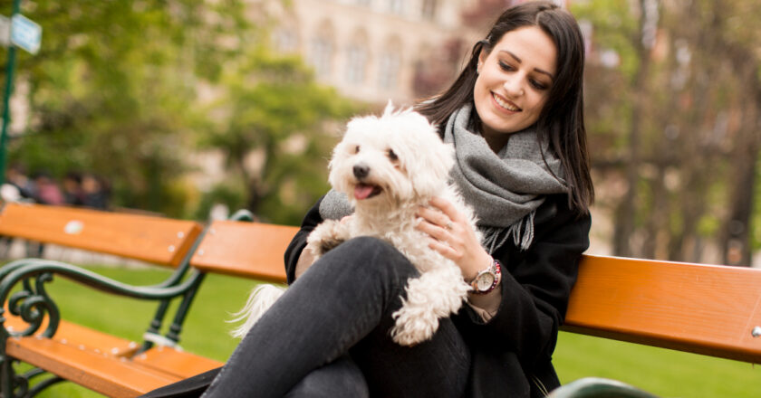 Comment le bichon maltais peut-il devenir le meilleur compagnon de votre famille ?
