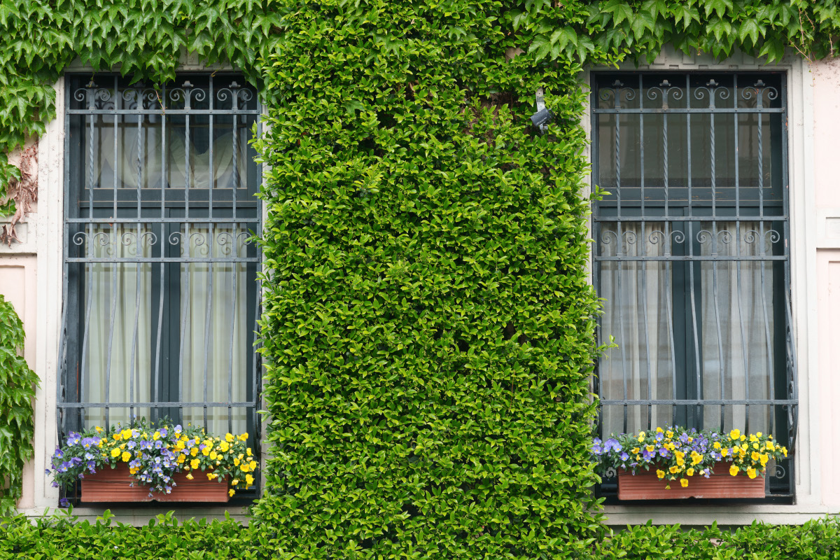Mur végétal extérieur