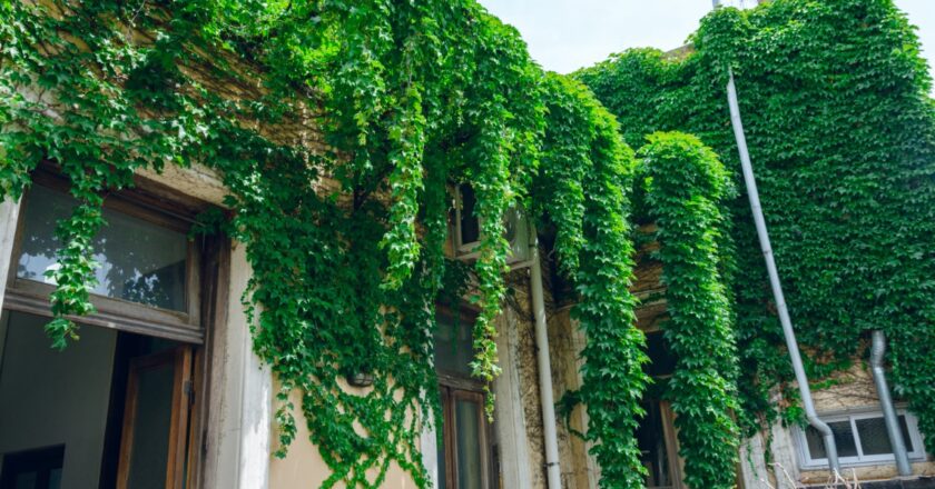 Fleurs grimpantes : les plus adaptées pour aménager jardin vertical sur un mur