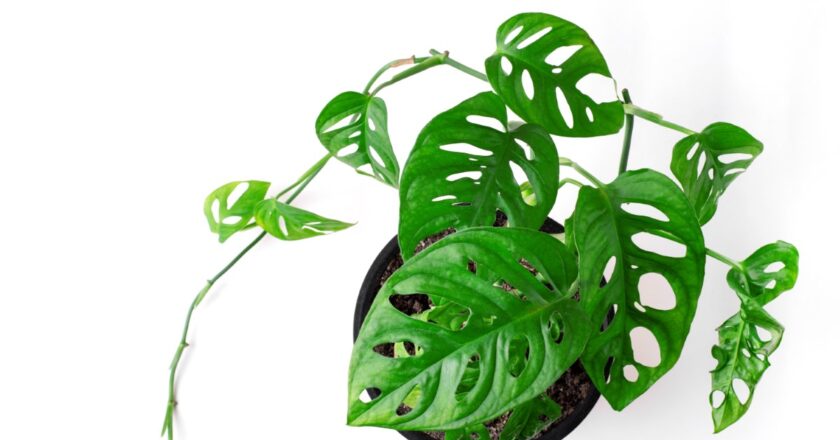 Variétés rares de plantes aux feuilles aux teintes surprenantes