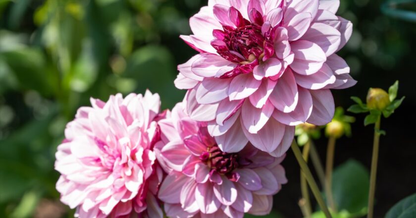 Cultiver le dahlia cactus : astuces spécifiques pour une floraison spectaculaire