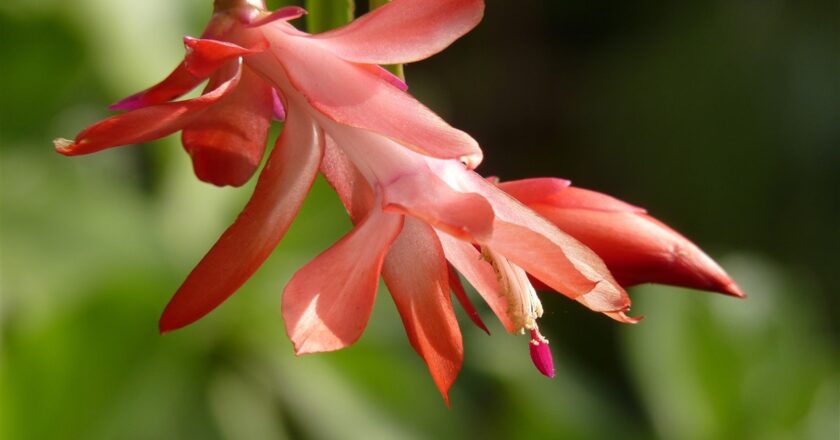Schlumbergera, le cactus de Noël : le cultiver pour une floraison hivernale