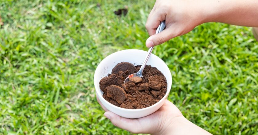 Découvrez l’engrais naturel le plus efficace pour les potagers urbains
