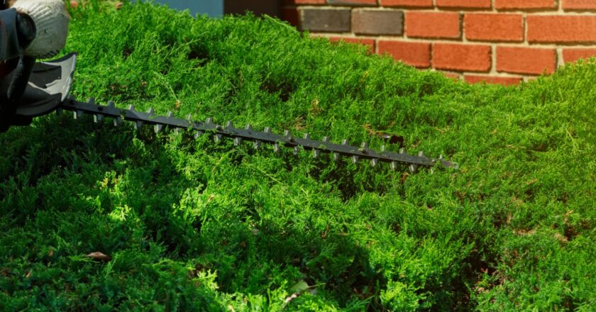 Top des espèces de haies à croissance rapide pour un jardin privatif