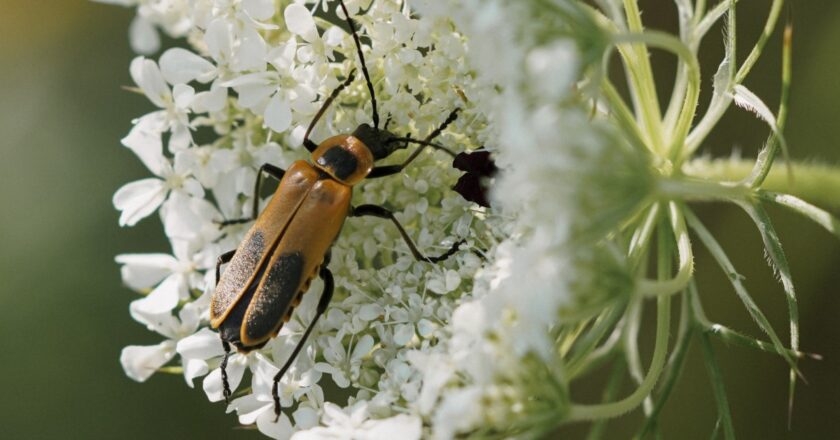 Stratégies de lutte biologique contre les thrips en agriculture durable