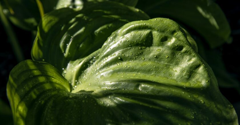 15 plantes d’ombre idéales pour les coins sombres de votre jardin