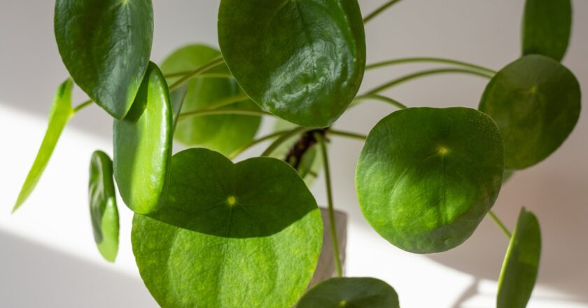 Le soin du pilea peperomioides, la populaire plante à monnaie chinoise