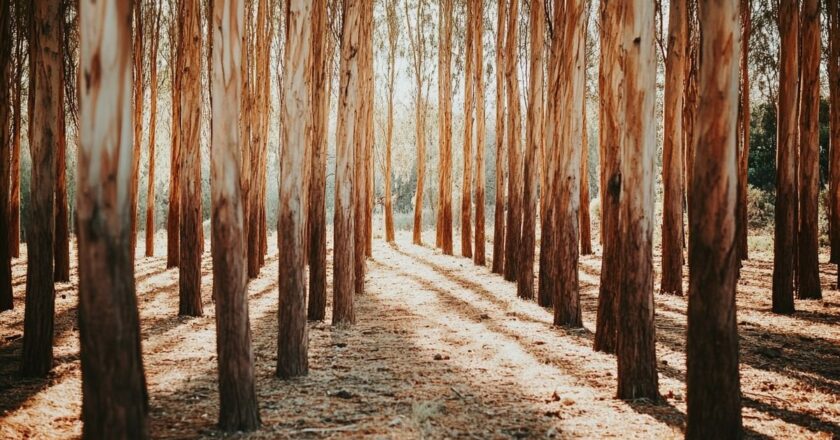 A savoir sur les maladies de l’Eucalyptus Gunnii pour protéger cette espèce