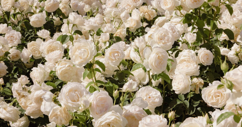 Recettes de remèdes de grand-mère pour lutter contre la maladie des rosiers