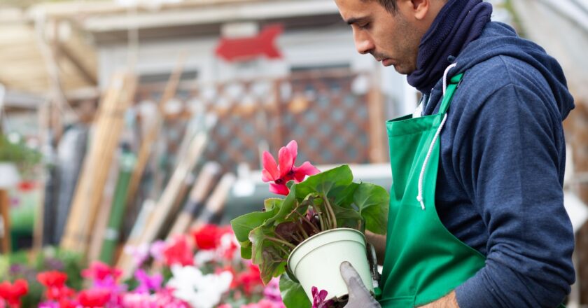 Les secrets de l’entretien des cyclamens révélés par des horticulteurs