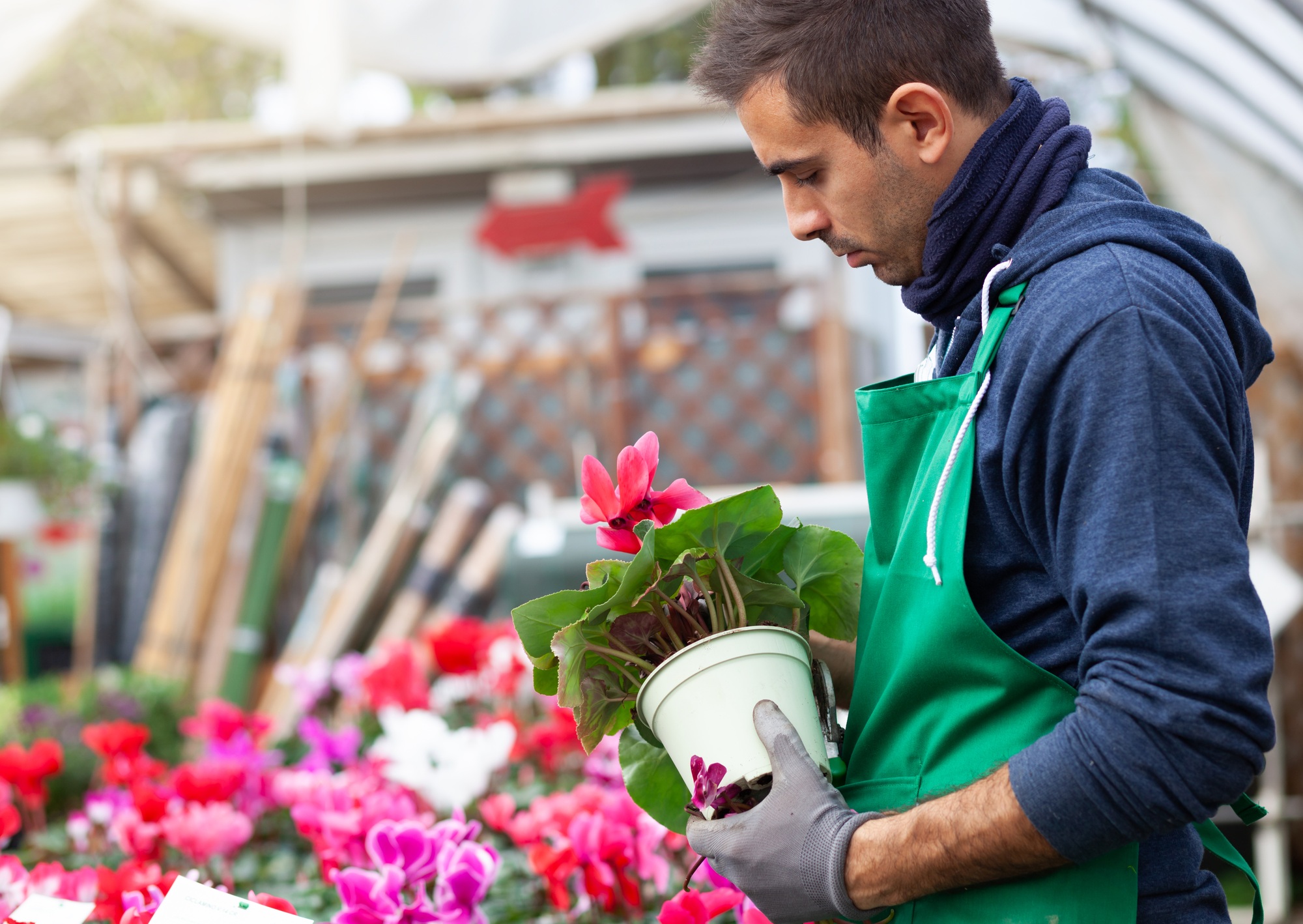 Gardener in a greenhouse transplant cyclamens for sale.