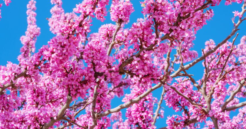Arbre de Judée : inconvénients et précautions à prendre