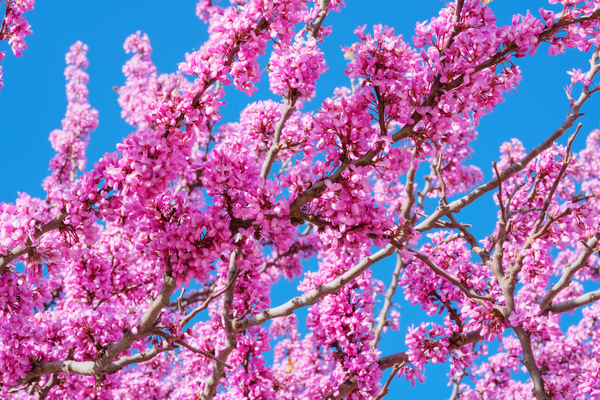 Judas tree pink flowers blossoming against blue sky backdrop