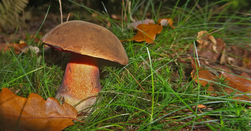 Comment identifier le cèpe de pin non comestible dans la forêt