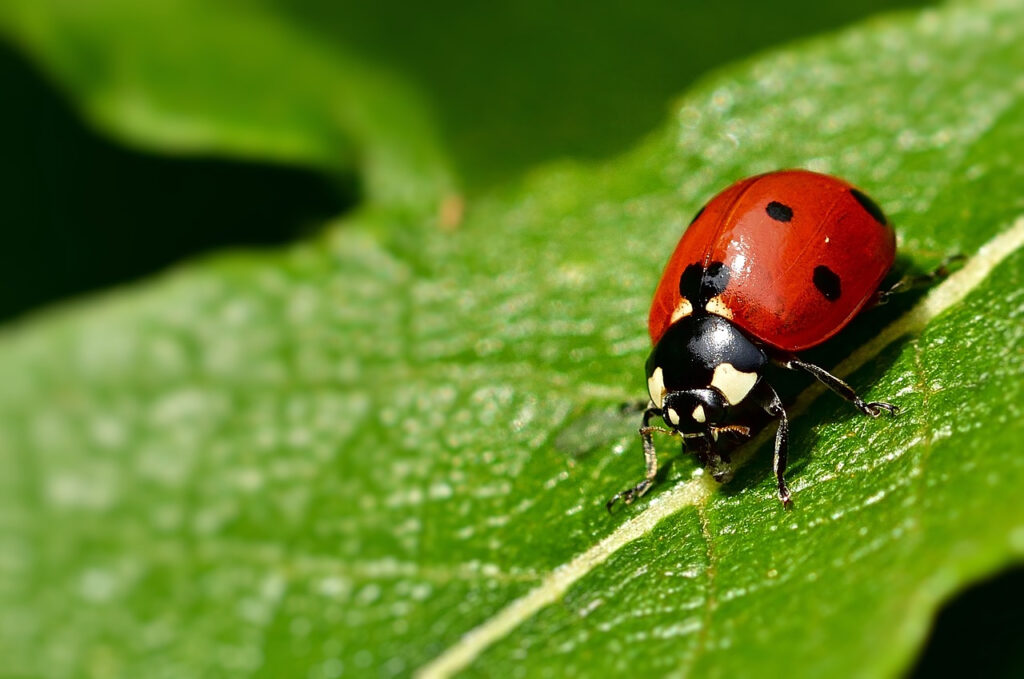 coccinelles dans la maison