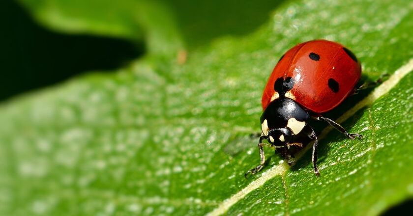 Les astuces pour se débarrasser des coccinelles dans la maison naturellement