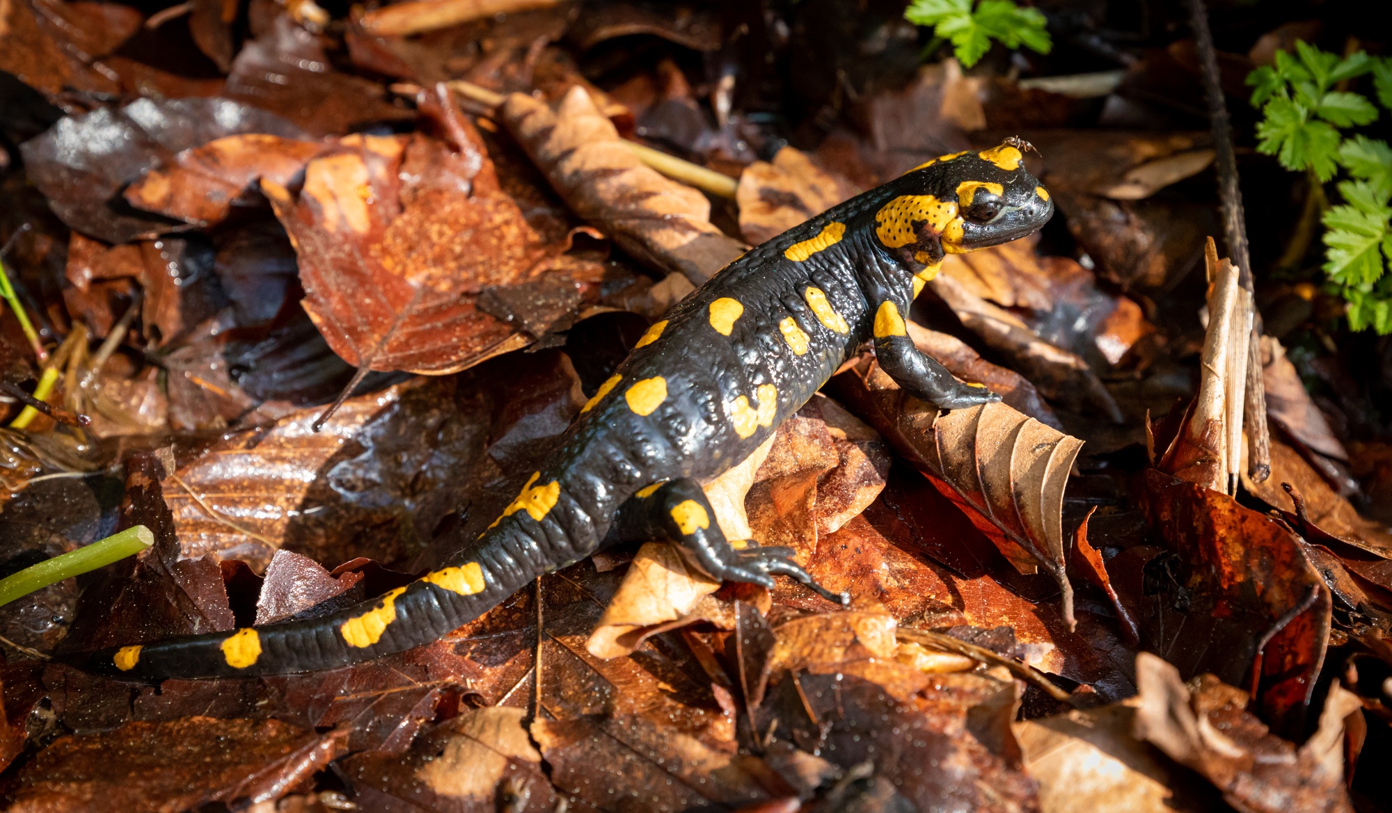 Europaean fire salamander (Salamandra salamandra) in natural environment