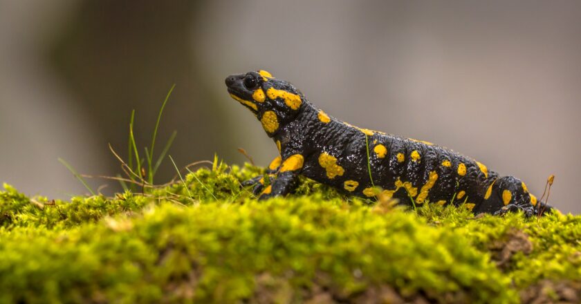 Pourquoi les crottes de salamandre sont-elles un sujet d’étude incontournable ?