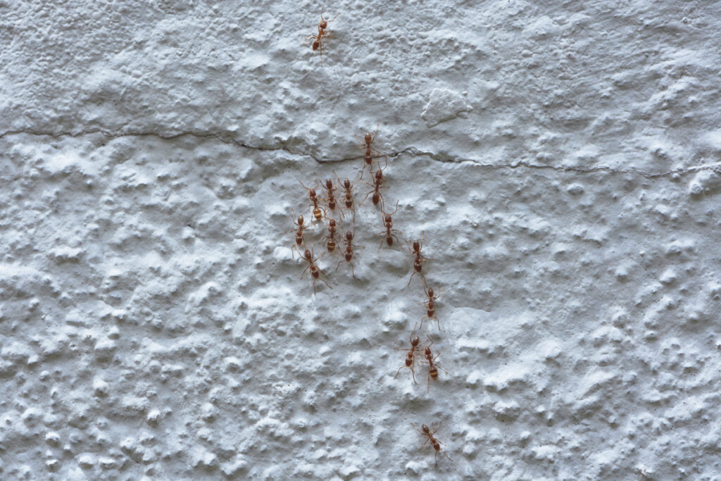 fourmis dans la maison