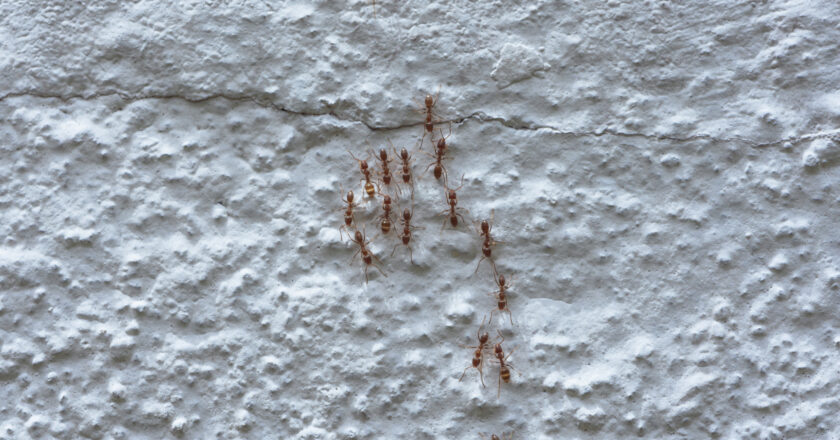 Les remèdes de grand-mère contre les fourmis dans la maison que vous devez essayer