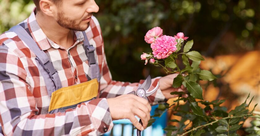 Peut-on tailler un rosier très court et espérer de belles fleurs ensuite ?