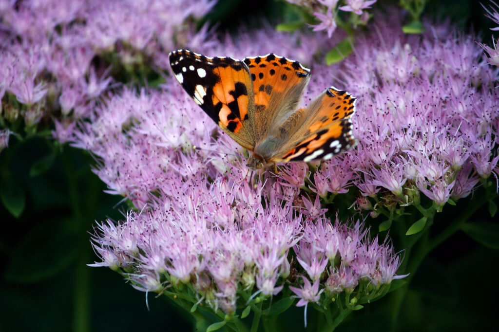 papillon du géranium