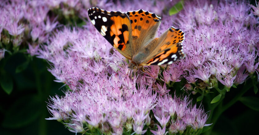 Les meilleures techniques pour éliminer le papillon du géranium sans pesticides