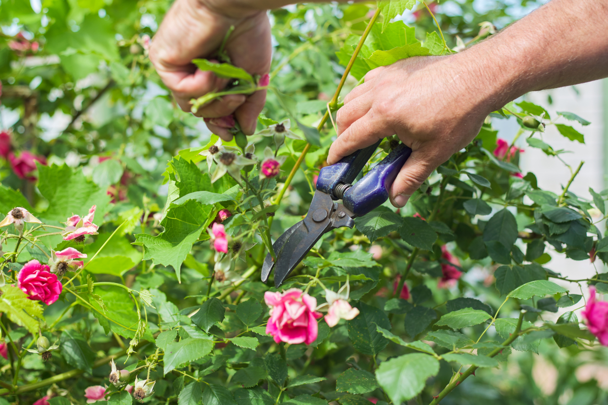 plantes en pleine santé
