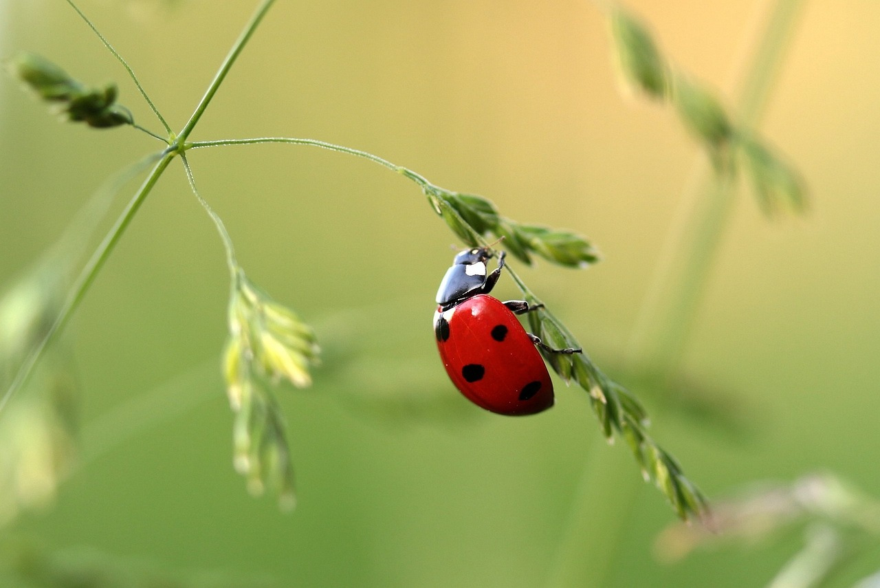 se débarrasser coccinelles