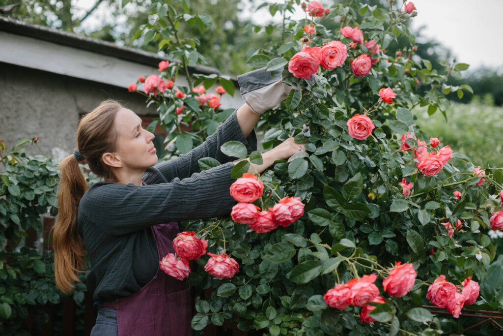 tailler les rosiers