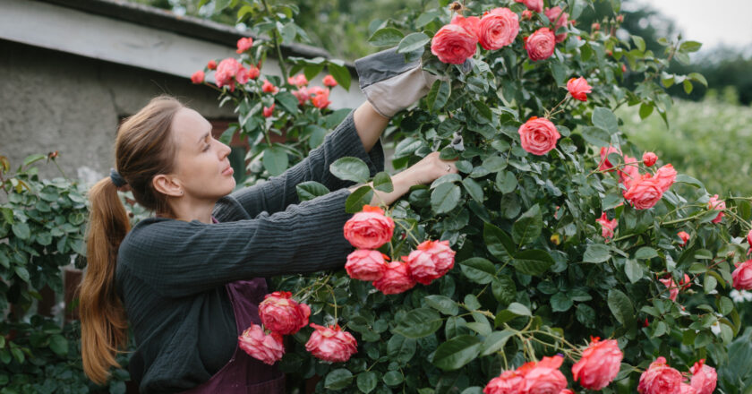 Découvrez quand tailler les rosiers pour des plantes en pleine santé