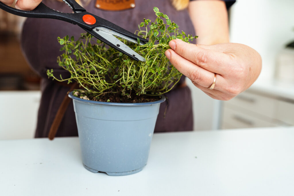 tailler une verveine en pot