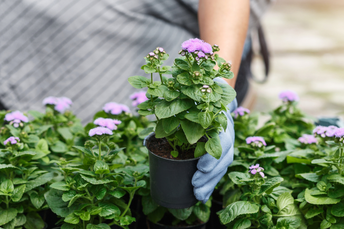 verveine en pot