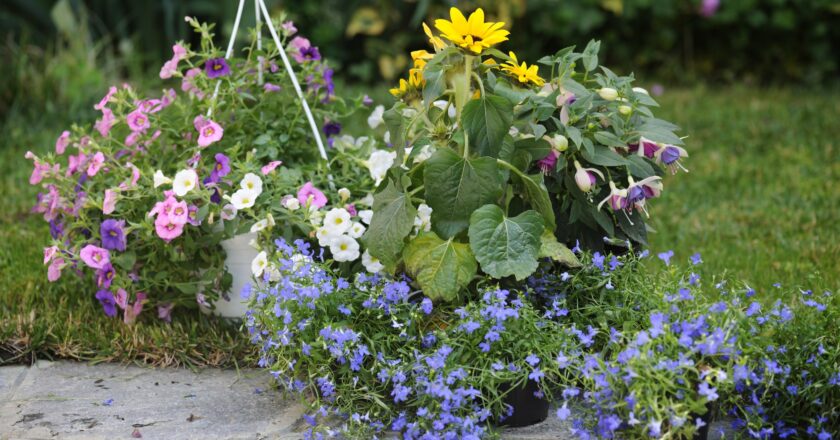 Hortensia, star estivale du jardin : variétés, histoire et conseils de culture
