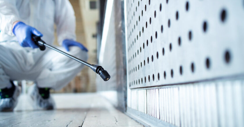 Dératisation Paris : ce que vous devez savoir avant d’agir