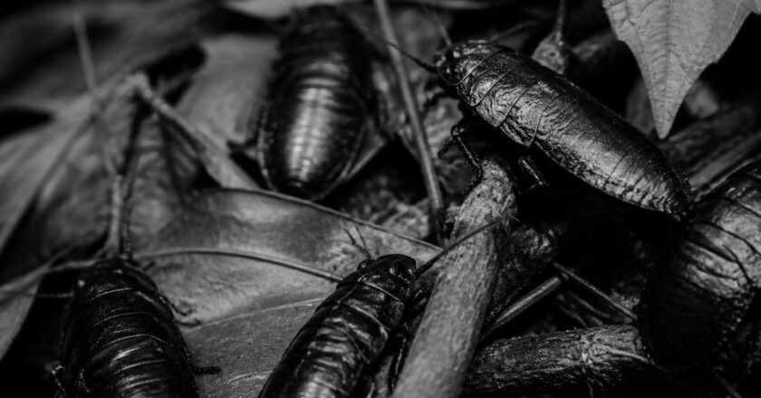 Démystifier les cafards de jardin noir et blanc : fait ou fiction ?