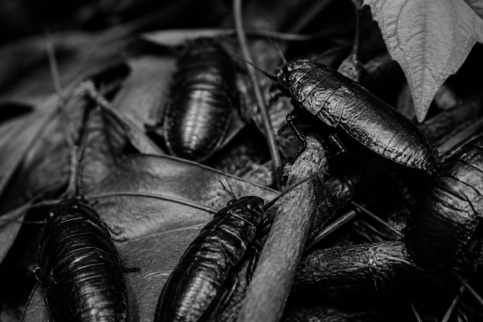 découvrez la vérité sur les cafards de jardin noir et blanc : démystifiez les idées reçues et apprenez à les reconnaître et les comprendre.